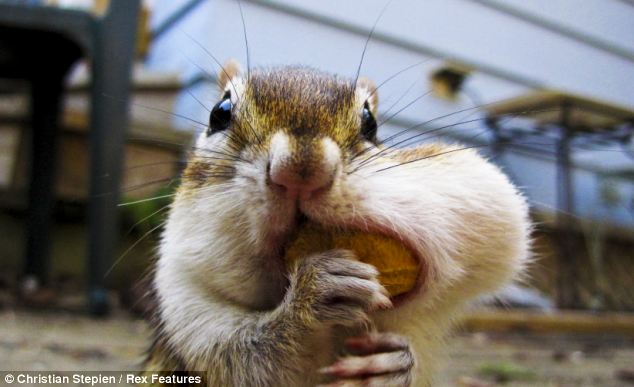 Busy Chipmunk is still busy!