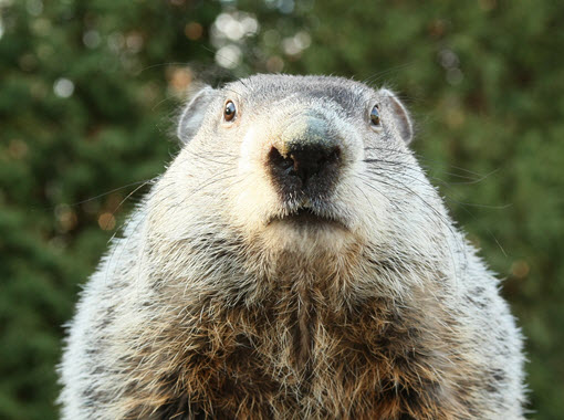 Groundhog Phil, Long Sleeves or Short Sleeves?